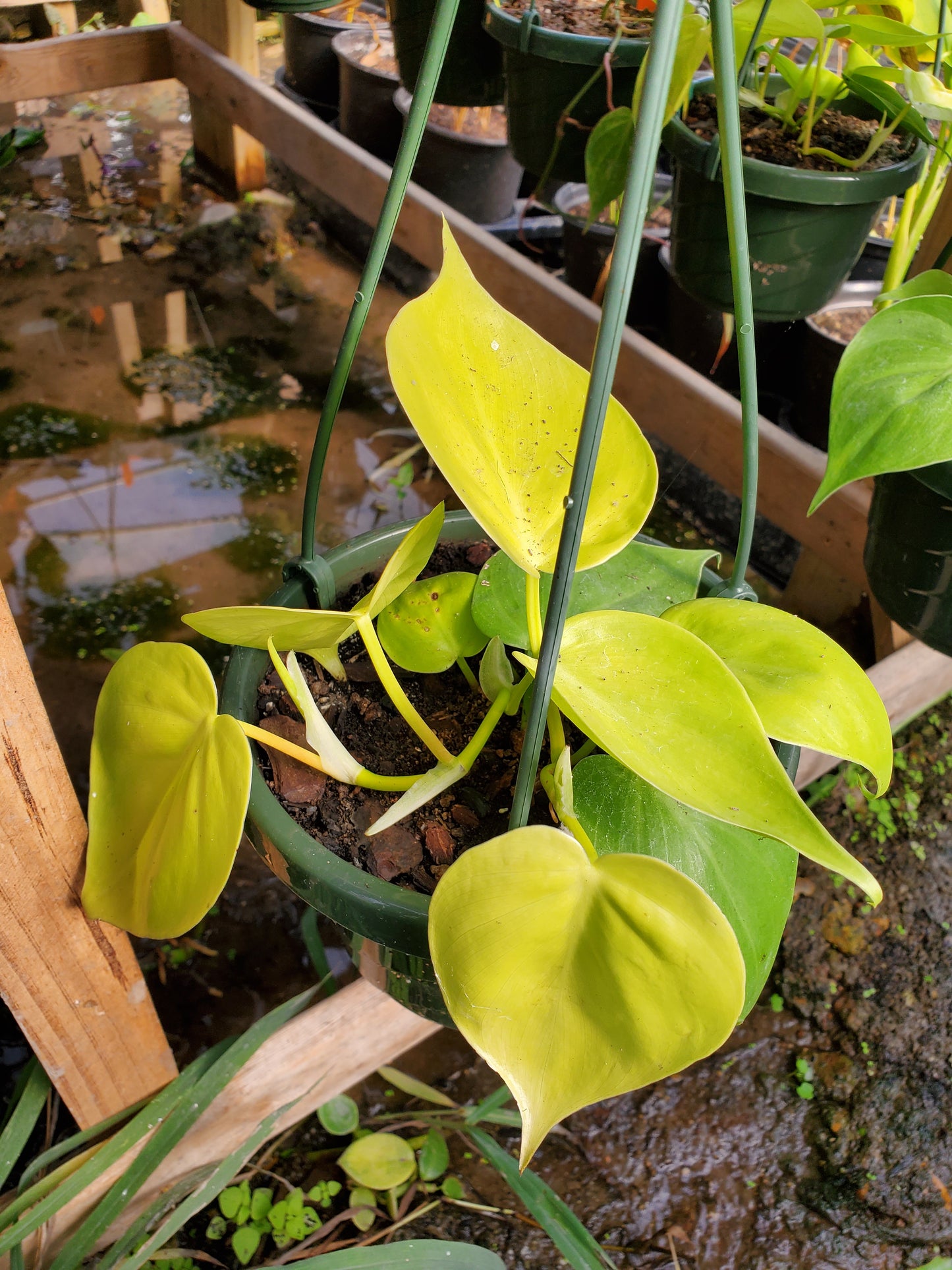 Philodendron cordatum 'Lemon Lime'
