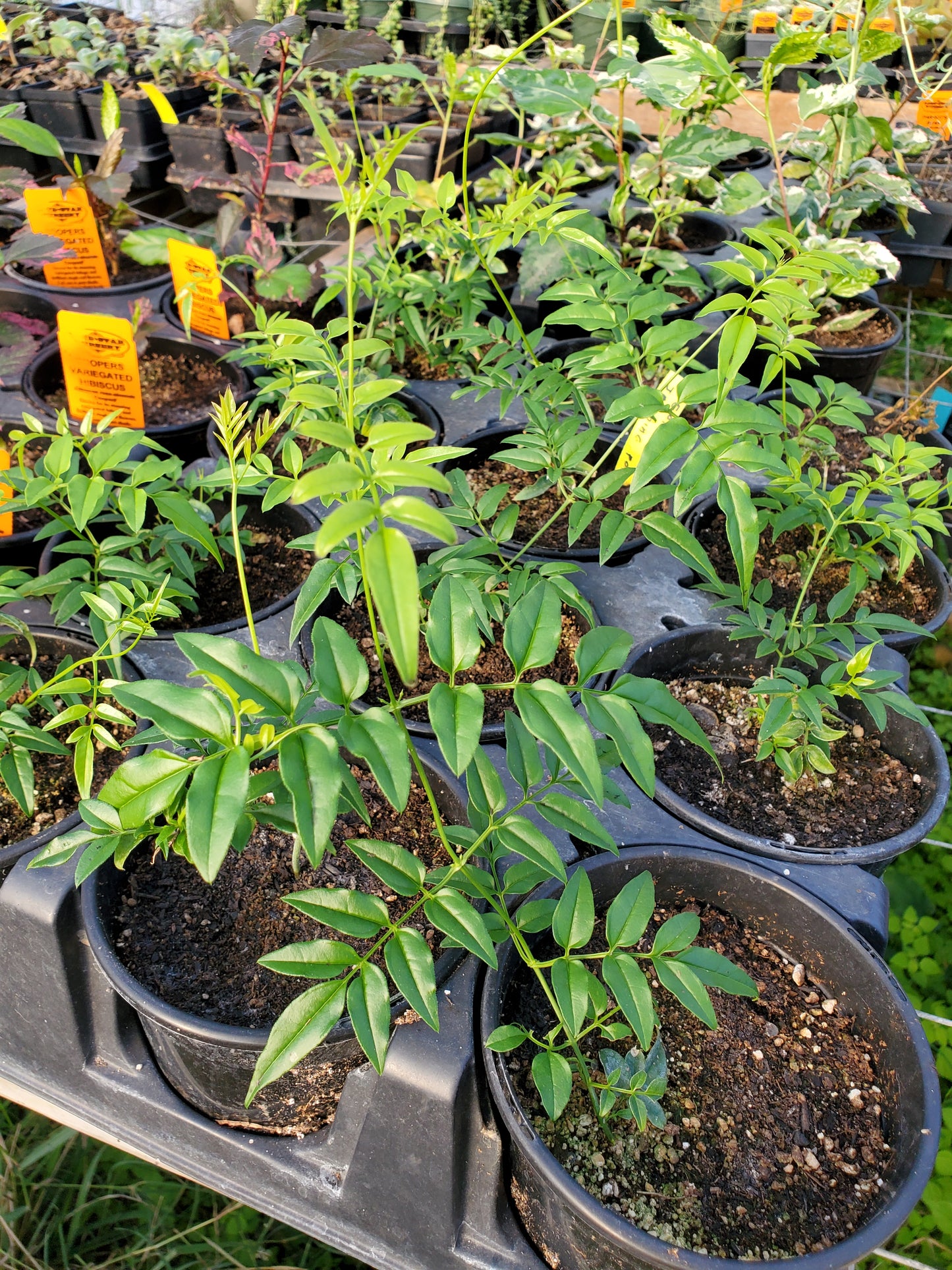Jasminum polyanthum --Pepita Jasmine--