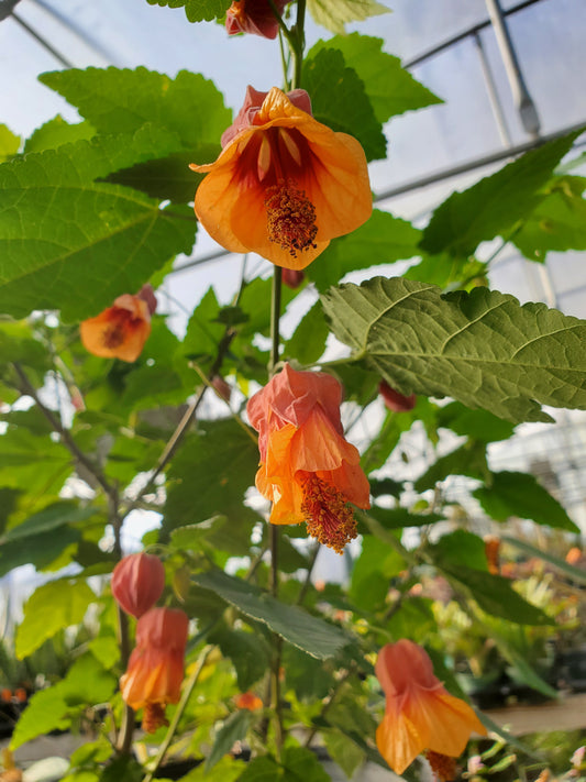 Abutilon --Marilyn's Choice Flowering Maple--