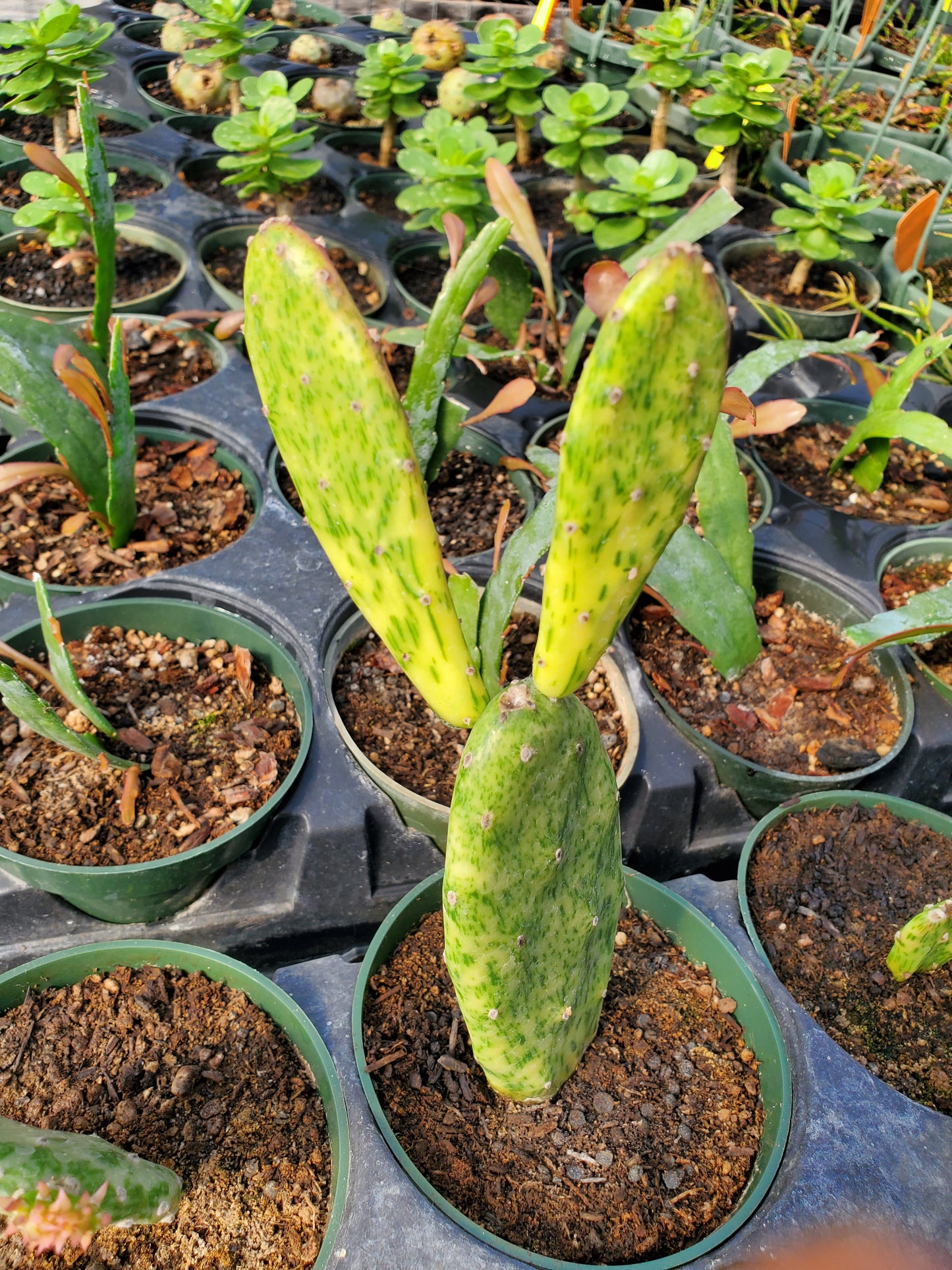 Opuntia cochenillifera 'Variegata' --Sunburst Cactus--