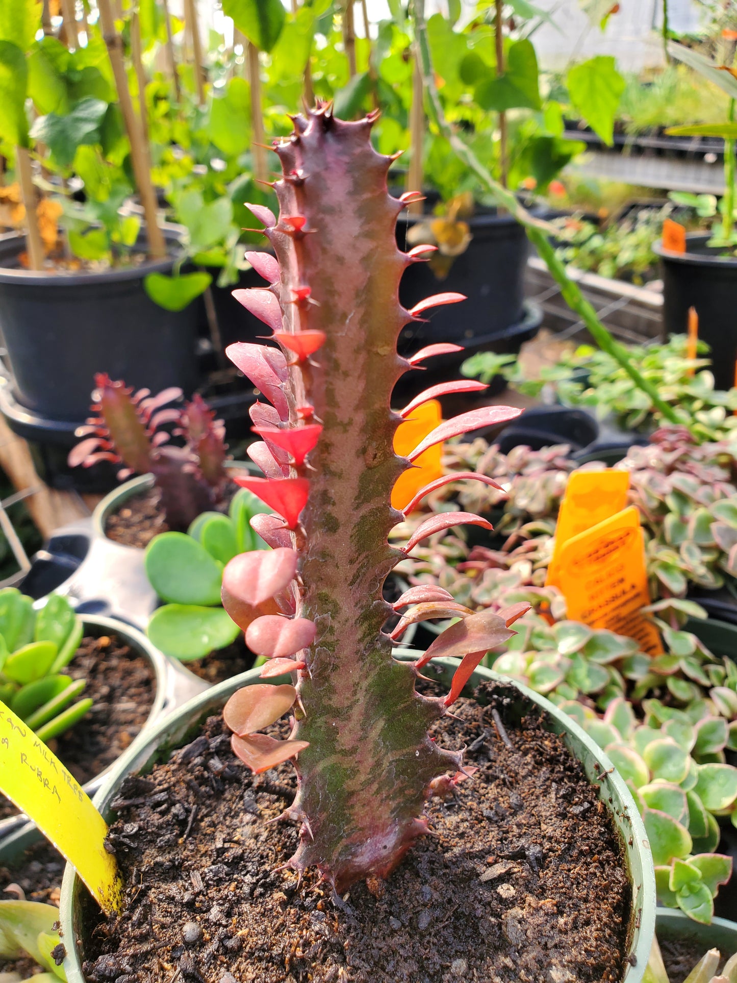 Euphorbia trigona 'Rubra' --Royal Red African Milk Tree--