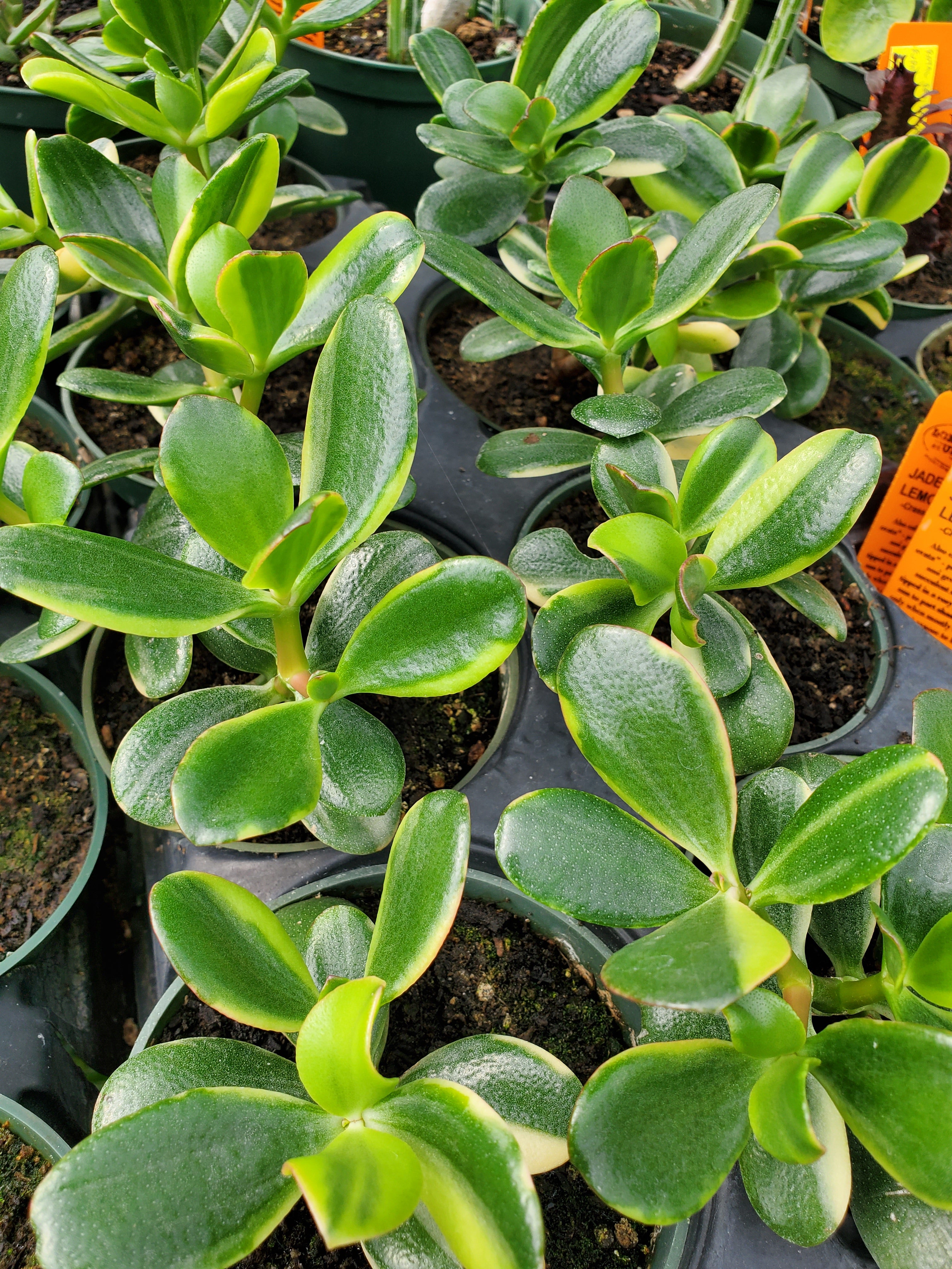 lemon lime jade plant Crassula ovata --Lemon Lime Jade Plant--