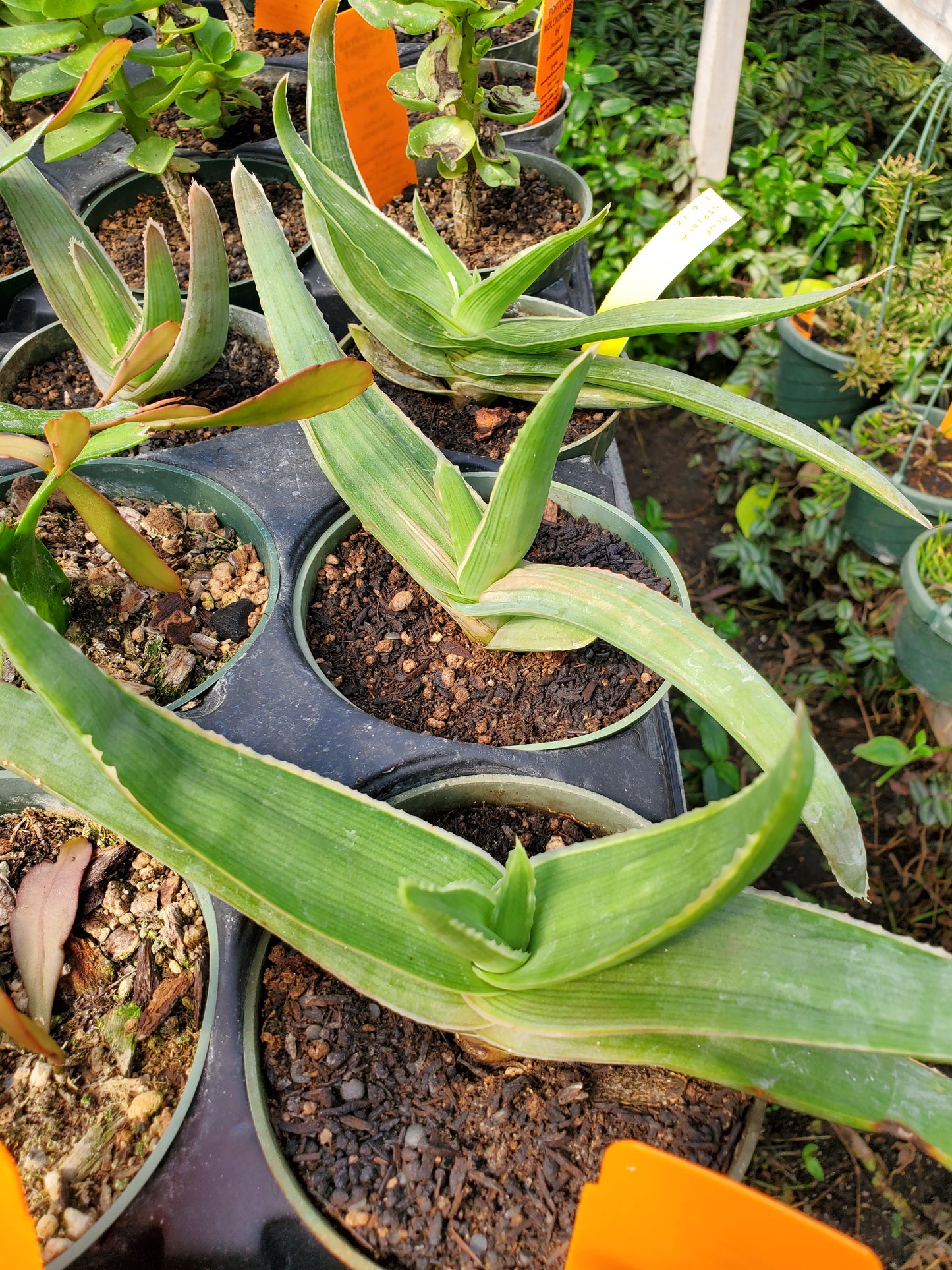 Aloe striata --Coral Aloe--