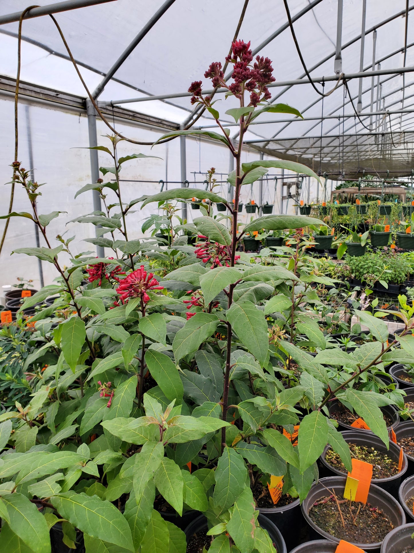 Cestrum fasciculatum 'Newellii' --Ruby Clusters Jessamine--