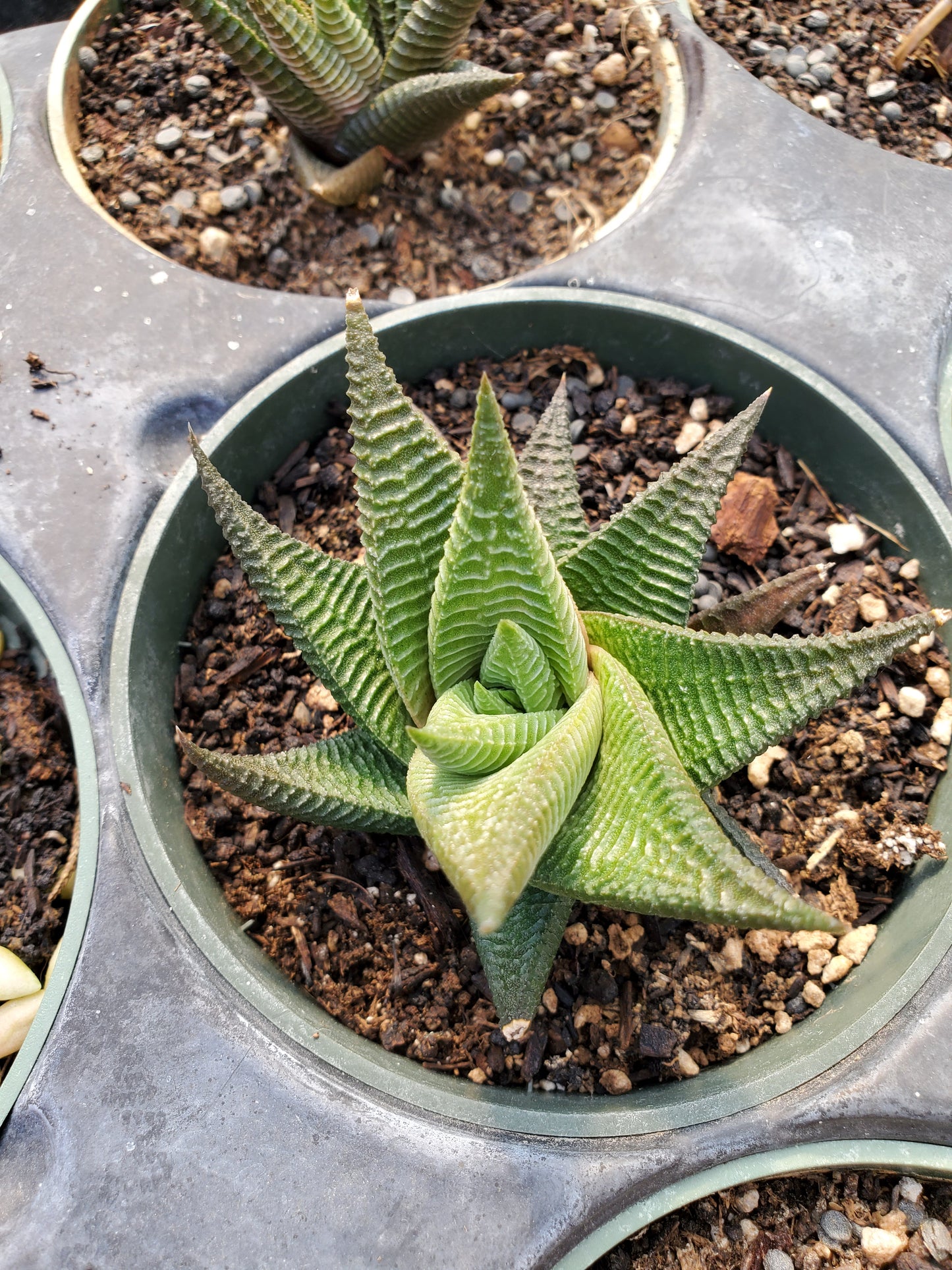 Haworthiopsis limifolia --Green Fairy Washboard Haworthia--