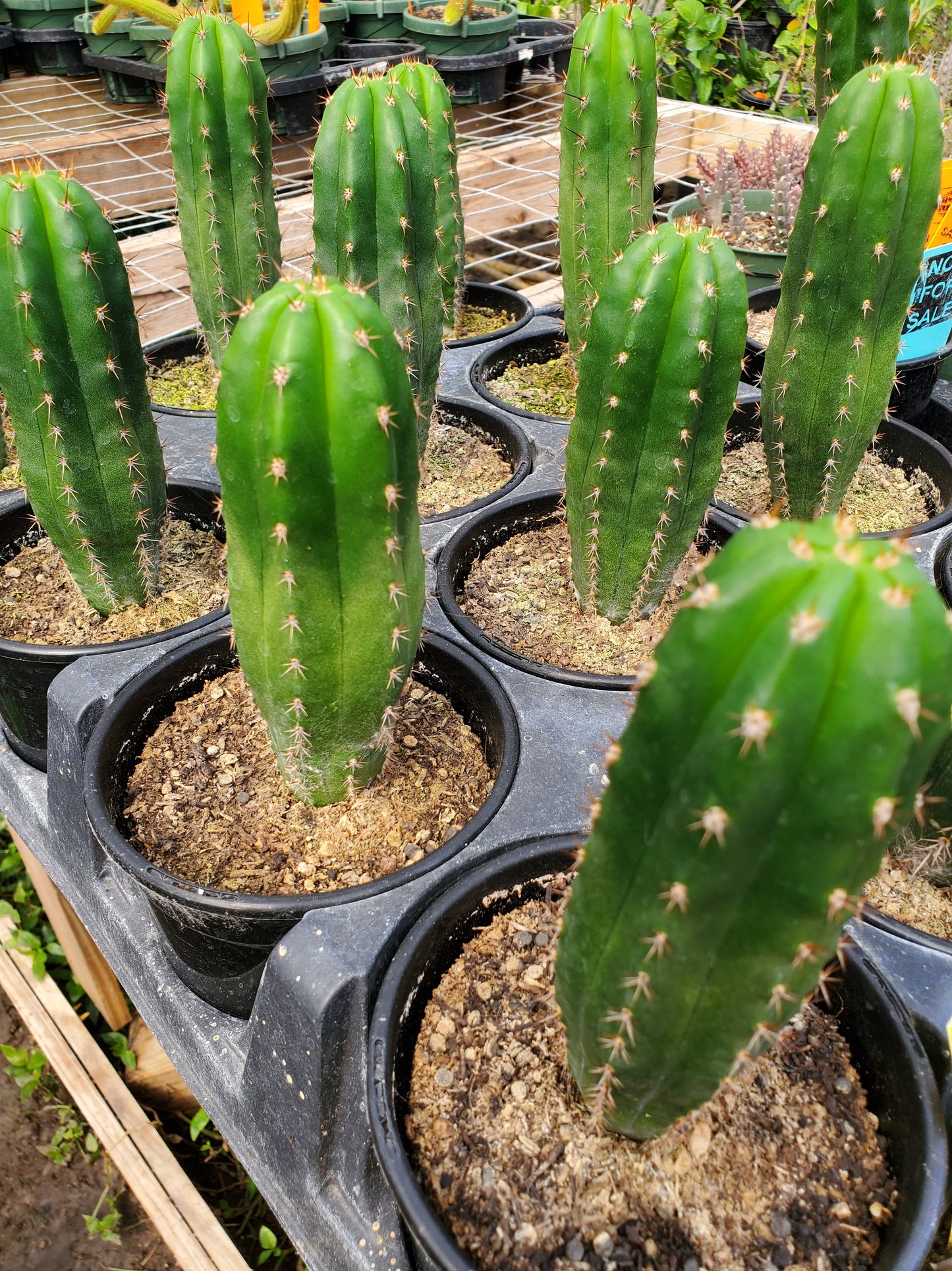 Trichocereus pallarensis x pachanoi OST90641