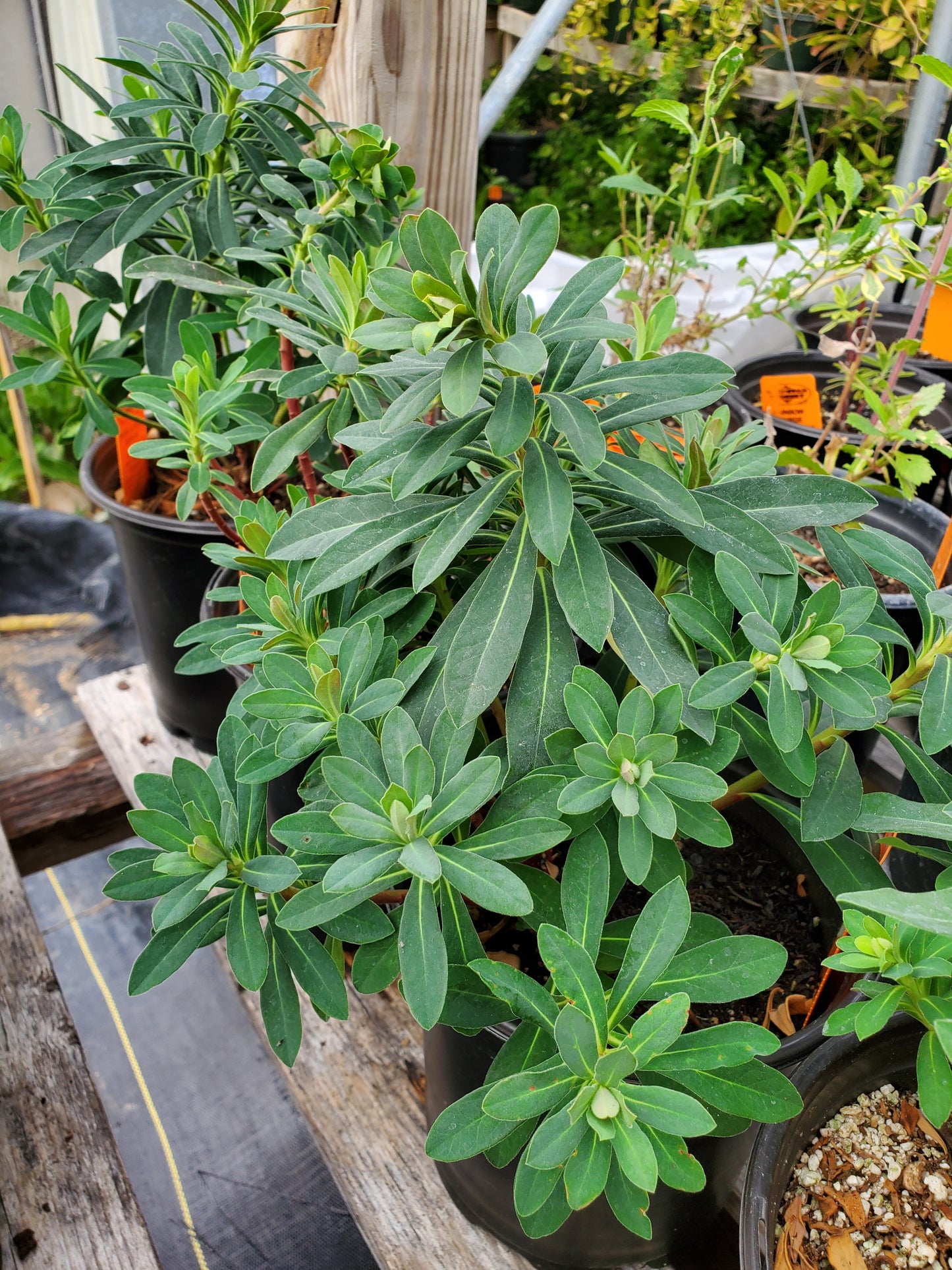 Euphorbia amygdaloides 'Purpurea' --Purple Wood Spurge--