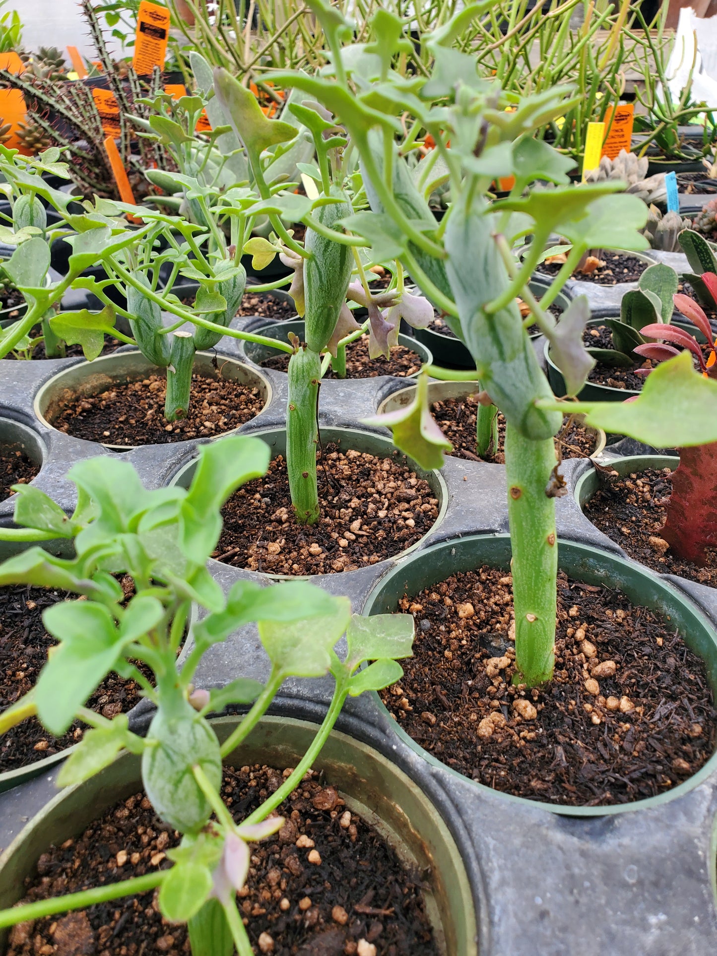 Curio articulatus --Candle Plant--