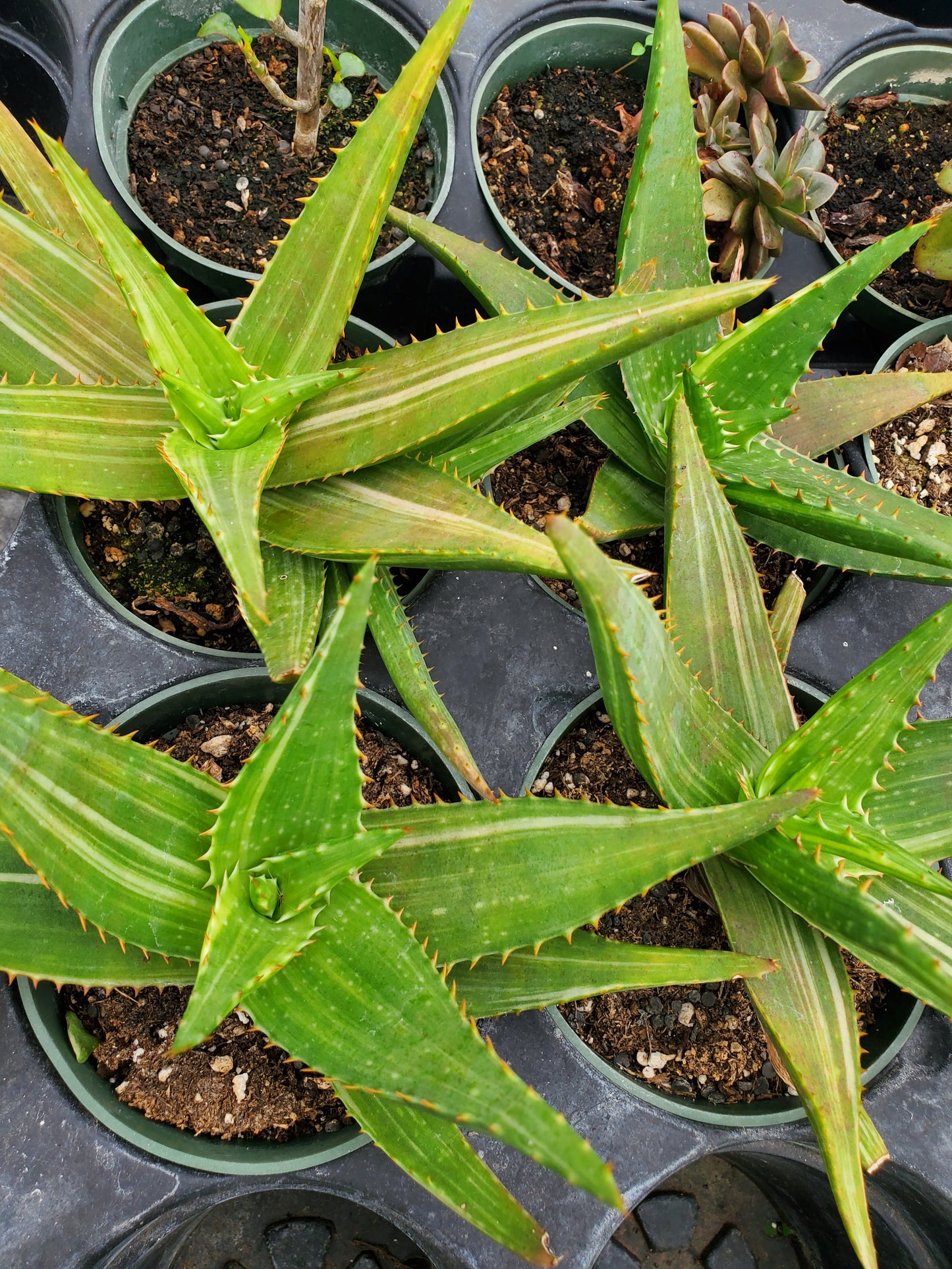 Aloe perfoliata 'Variegata' --Variegated Mitre Aloe--