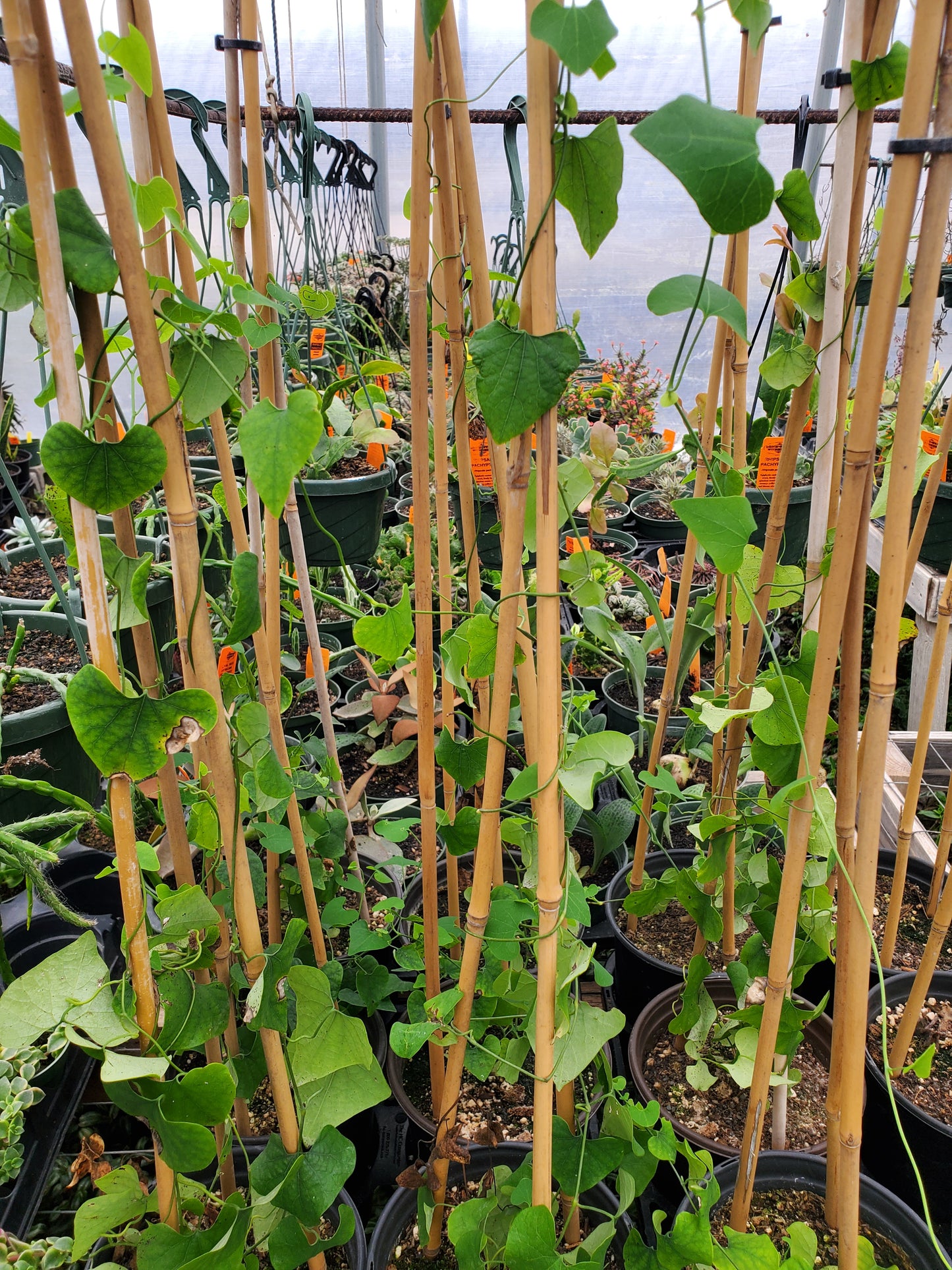 Aristolochia littoralis --Elegant Dutchman's Pipe--