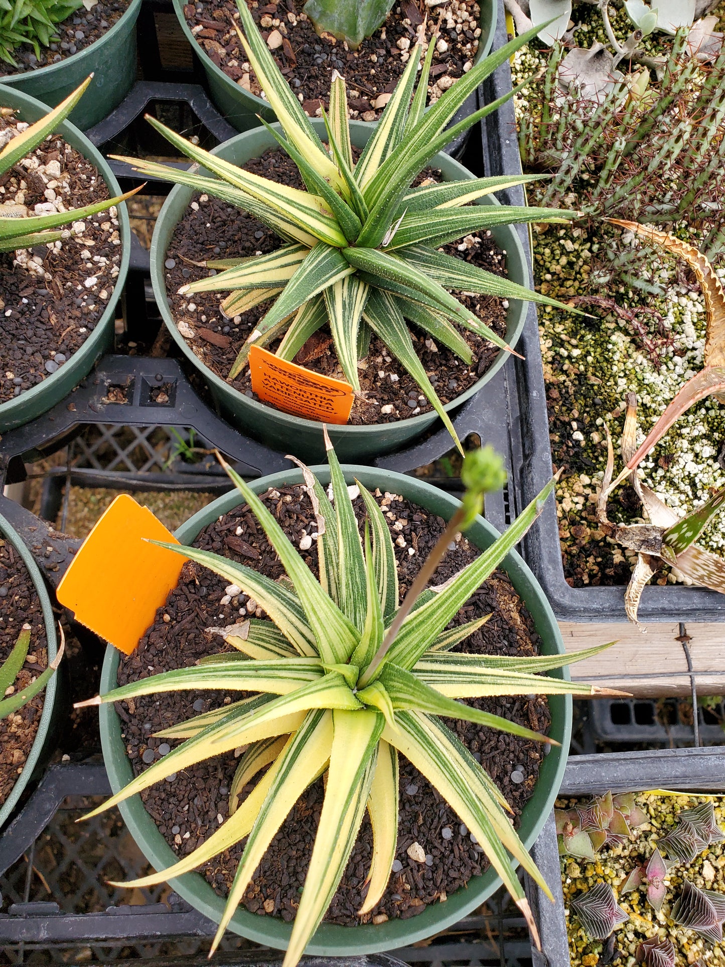 Haworthia attenuata f. variegata