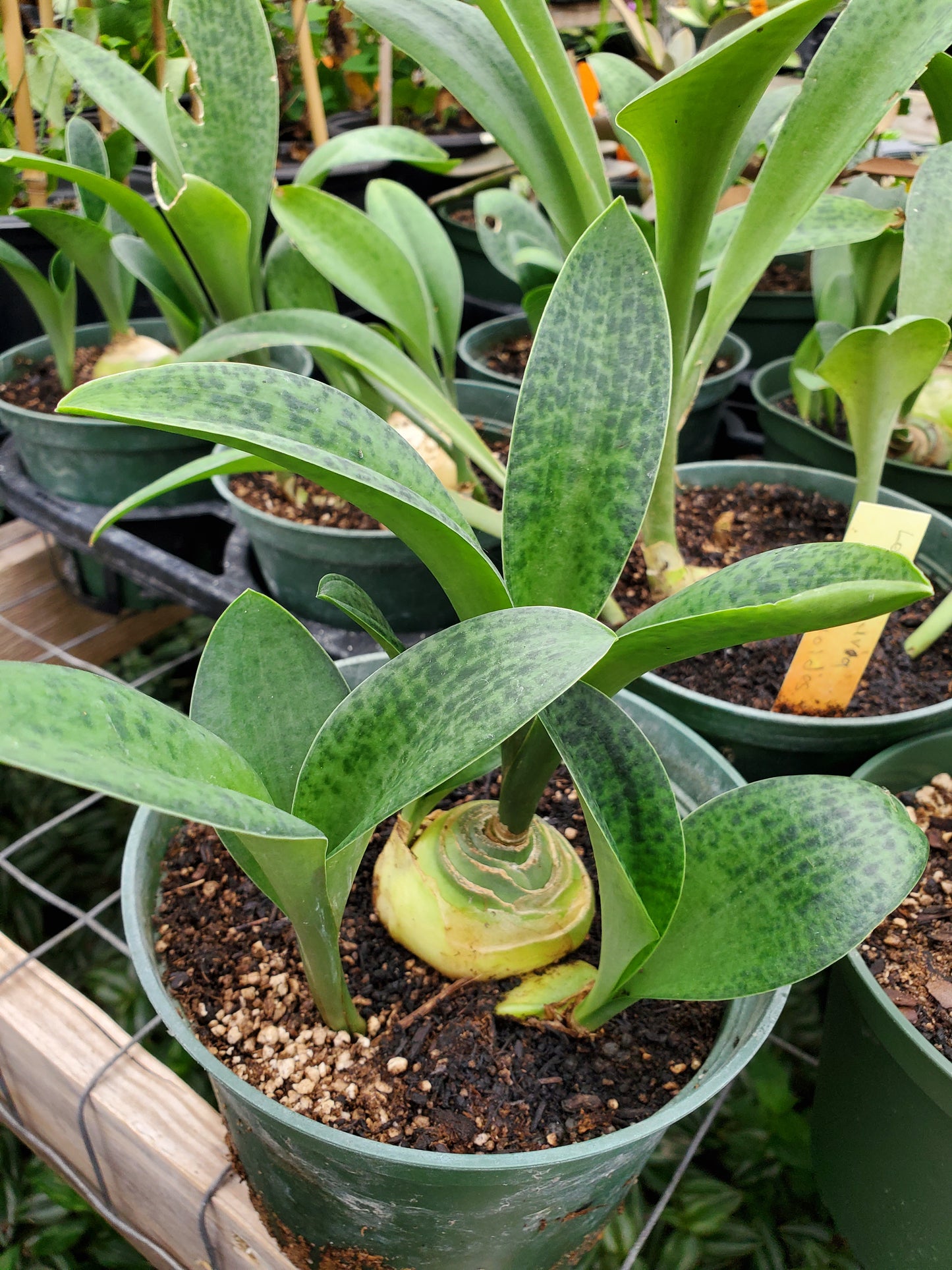 Ledebouria botryoides --Giant Squill--