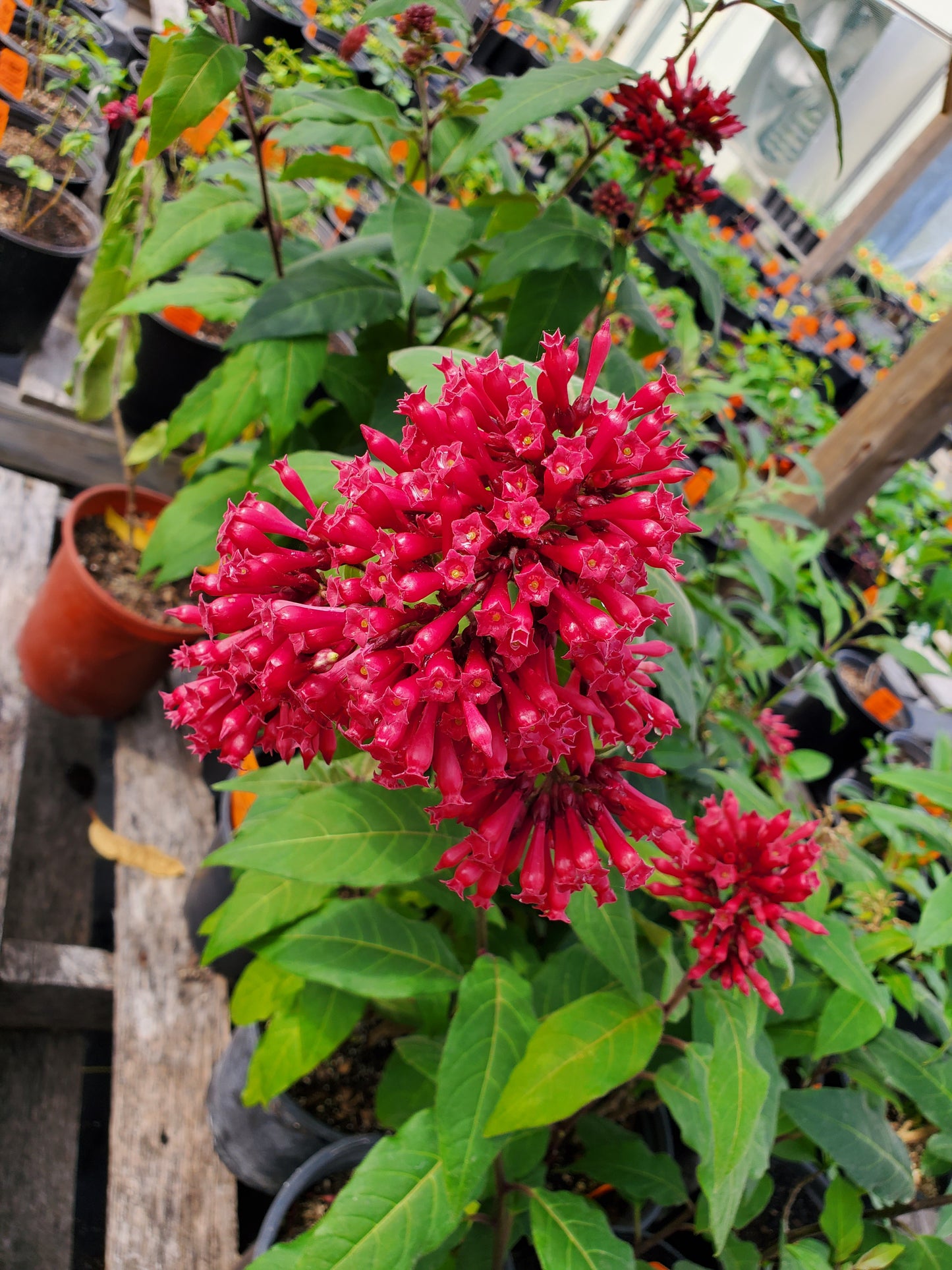 Cestrum fasciculatum 'Newellii' --Ruby Clusters Jessamine--