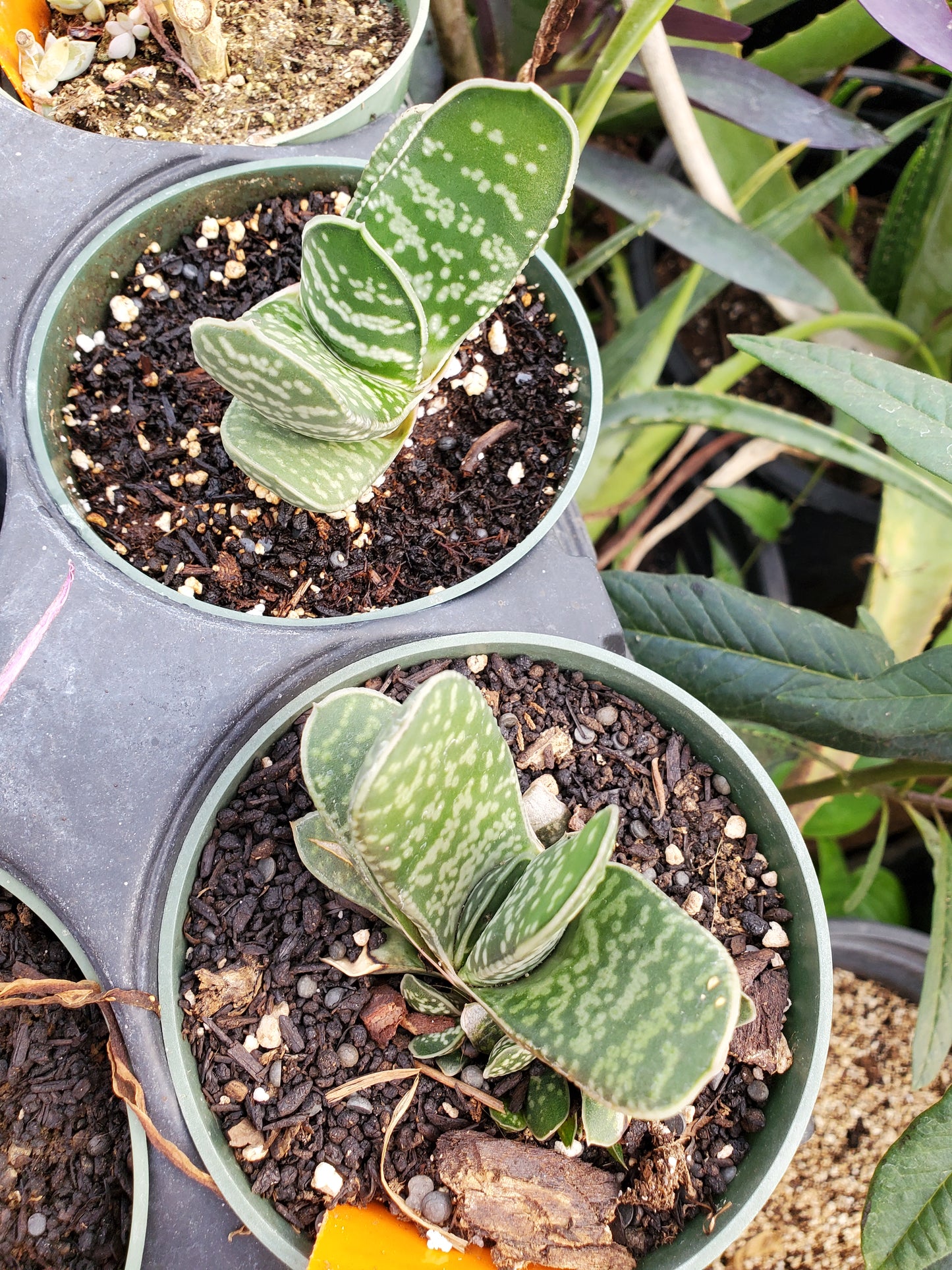 Gasteria 'Sakura fuji offshoot'