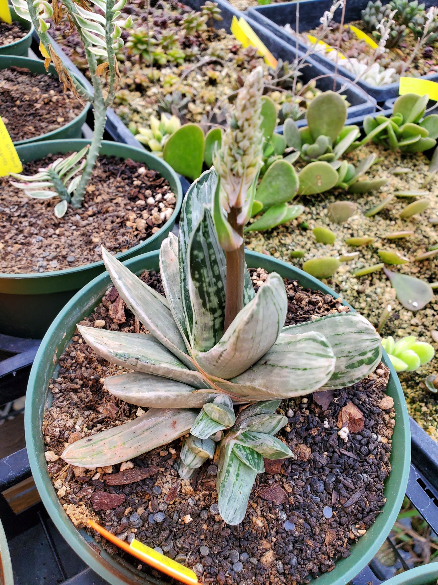 Gasteria 'Sakura fuji'