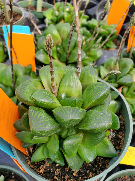Haworthia emelyae x. cooperi --Window Haworthia--