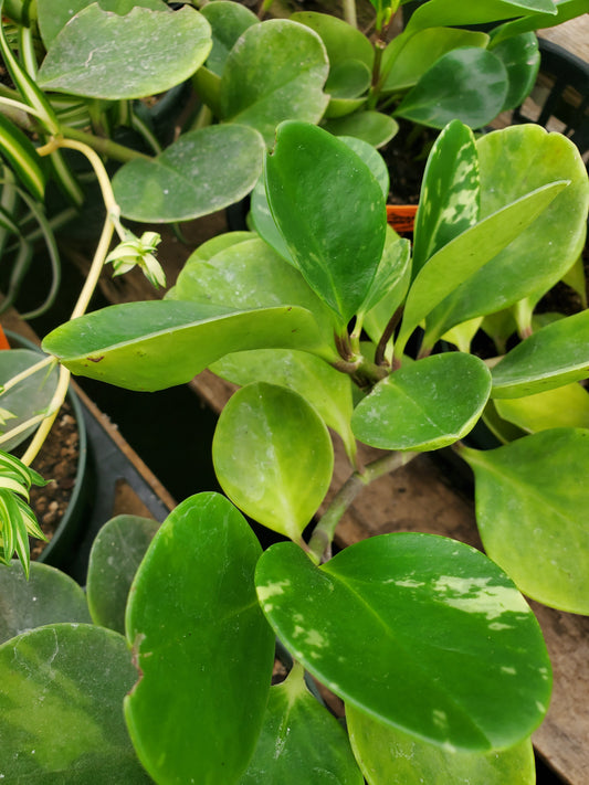 Peperomia obtusifolia 'Marble'