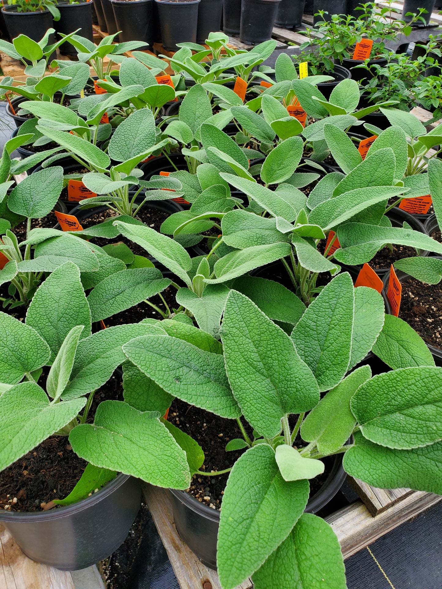 Phlomis lanata --Jerusalem Dwarf Sage--