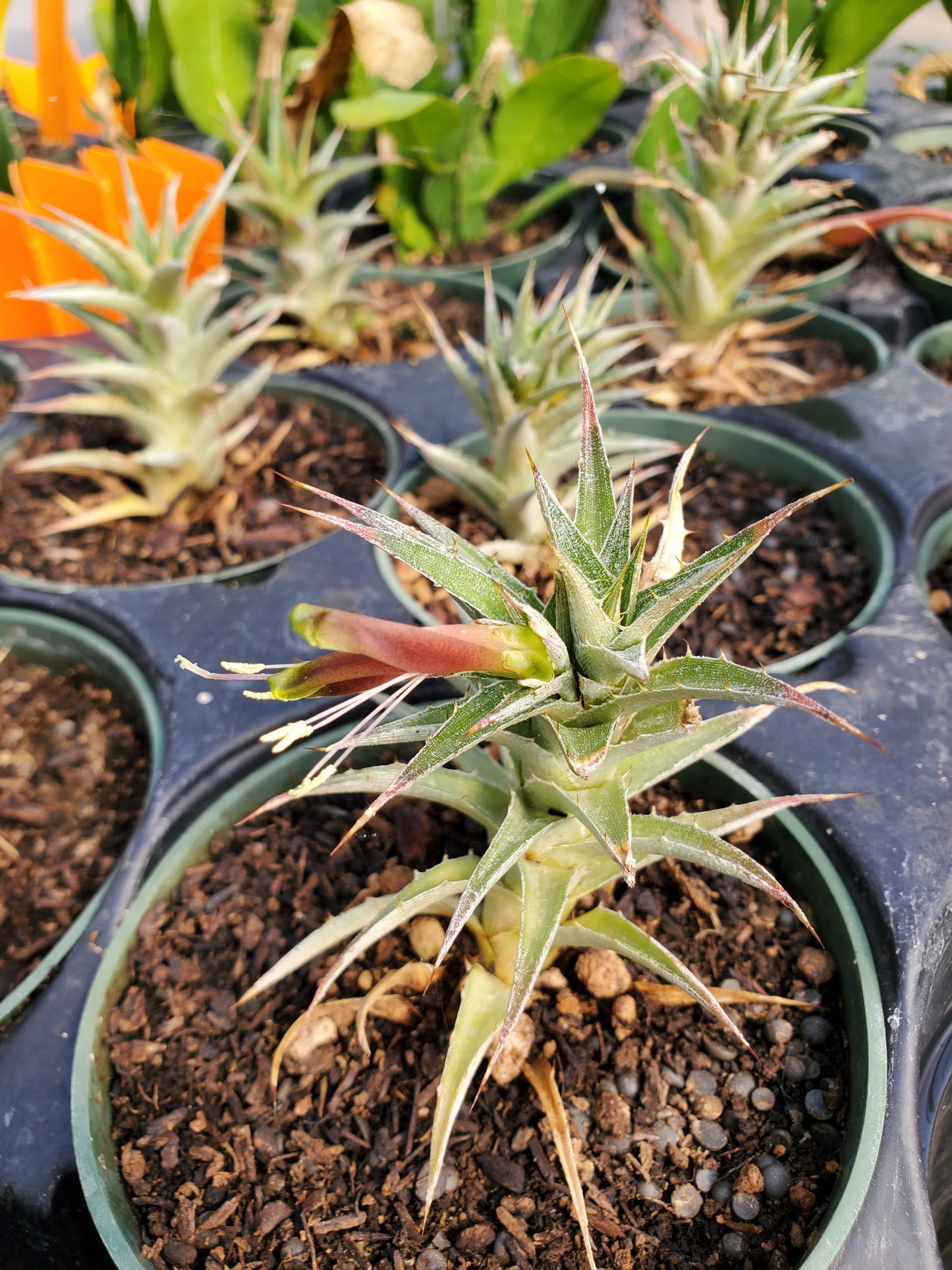 Deuterocohnia lotteae --Deuterocohnia Bromeliad--