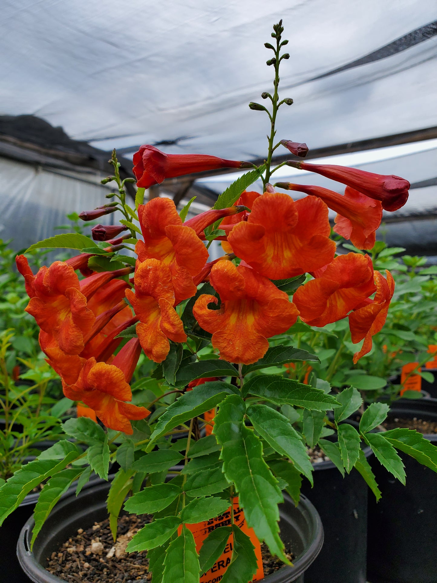 Tecoma x. --Red Bells Esperanza--