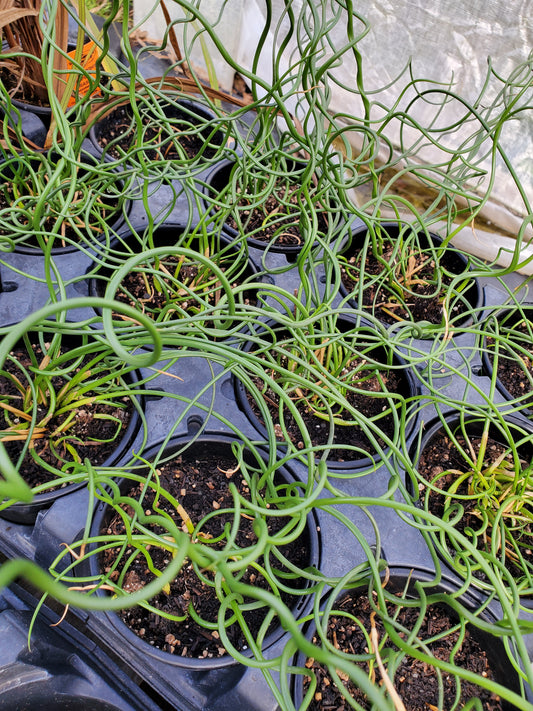 Juncus effusus 'Spiralis' --Corkscrew Rush--