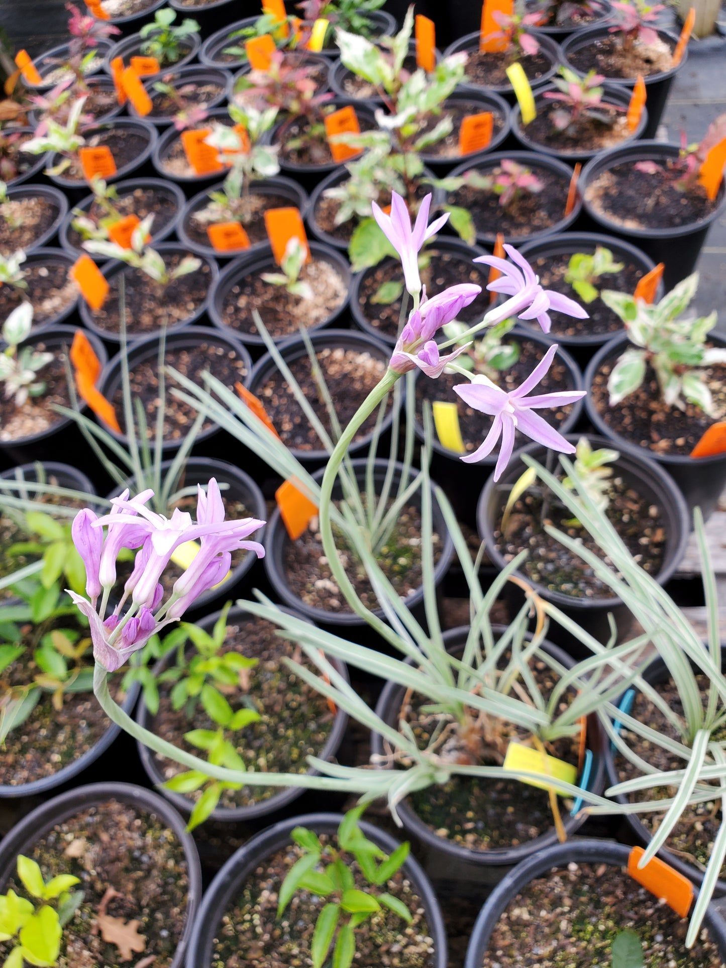 Tulbaghia violacea --Variegated Society Garlic--