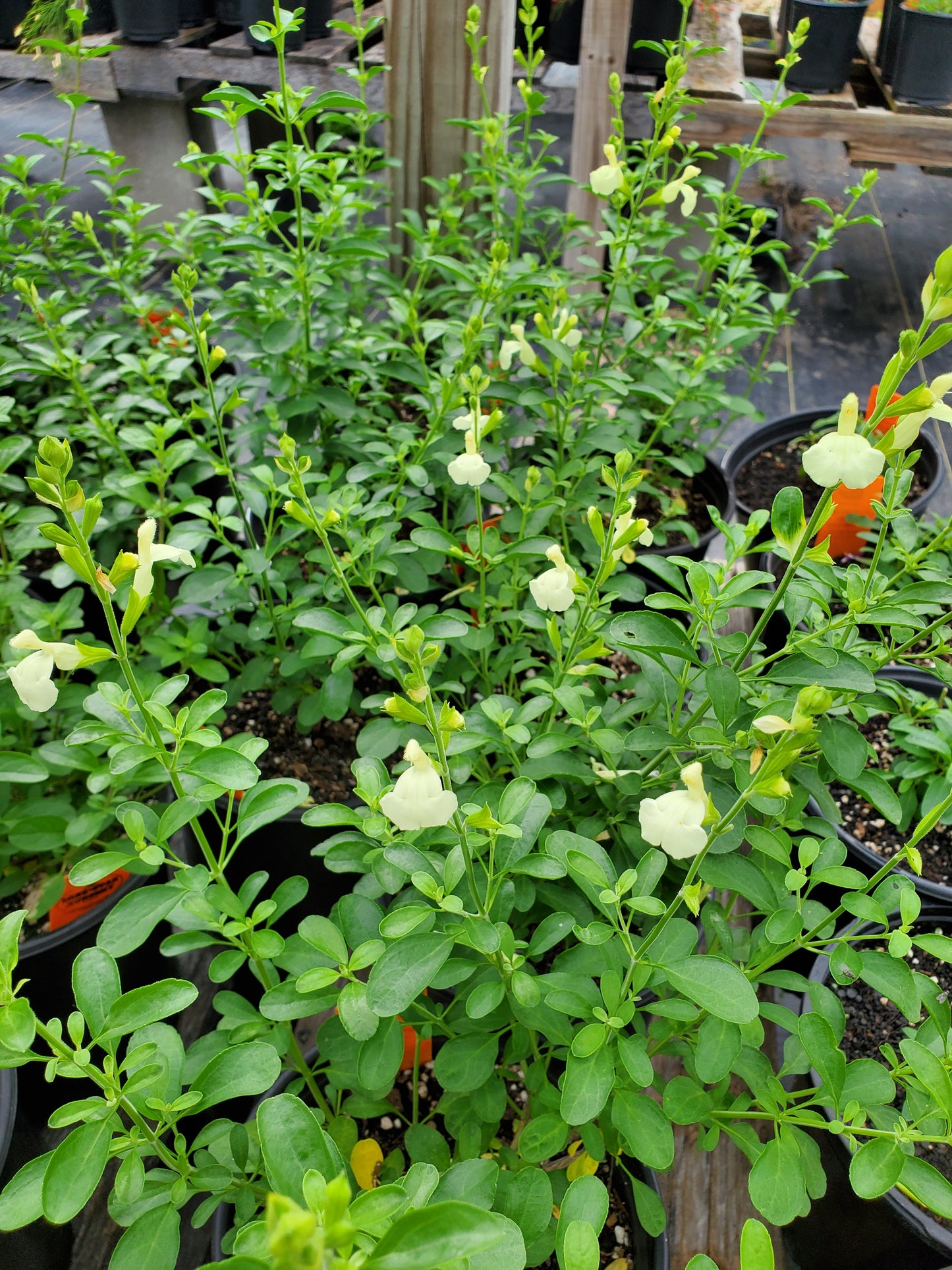 Salvia greggii --Moonglow Autumn Sage--