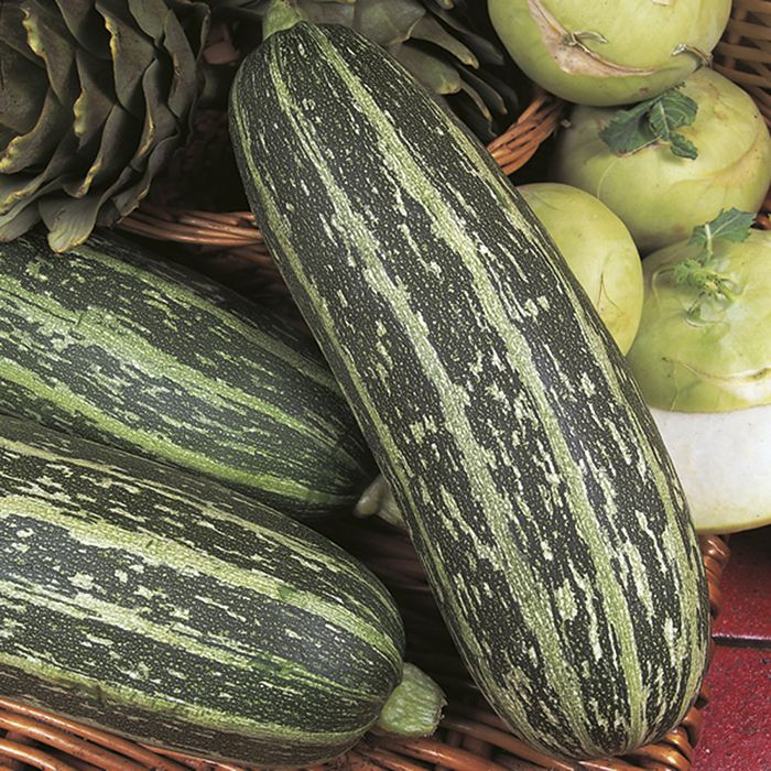 SQUASH 'Green Bush Marrow'