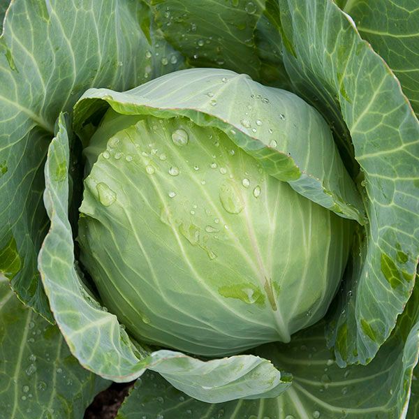 CABBAGE 'Golden Acre'