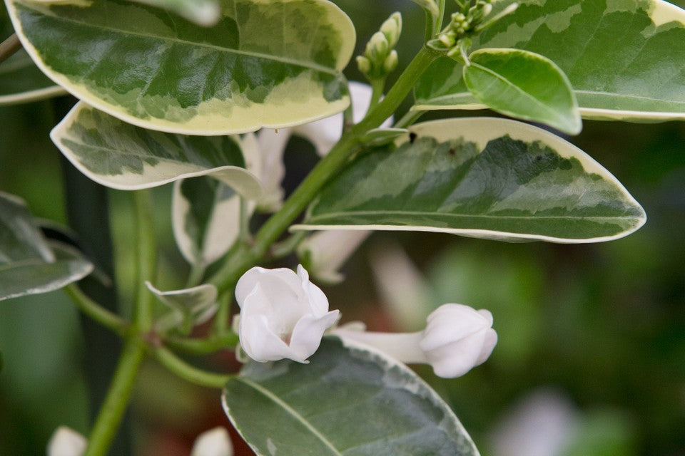 Stephanotis floribunda 'Variegata' --Variegated Madagascar Jasmine--