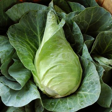 CABBAGE 'Murdoc Green'
