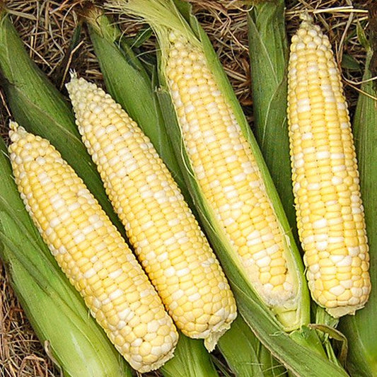 SWEET CORN 'My Fair Lady'