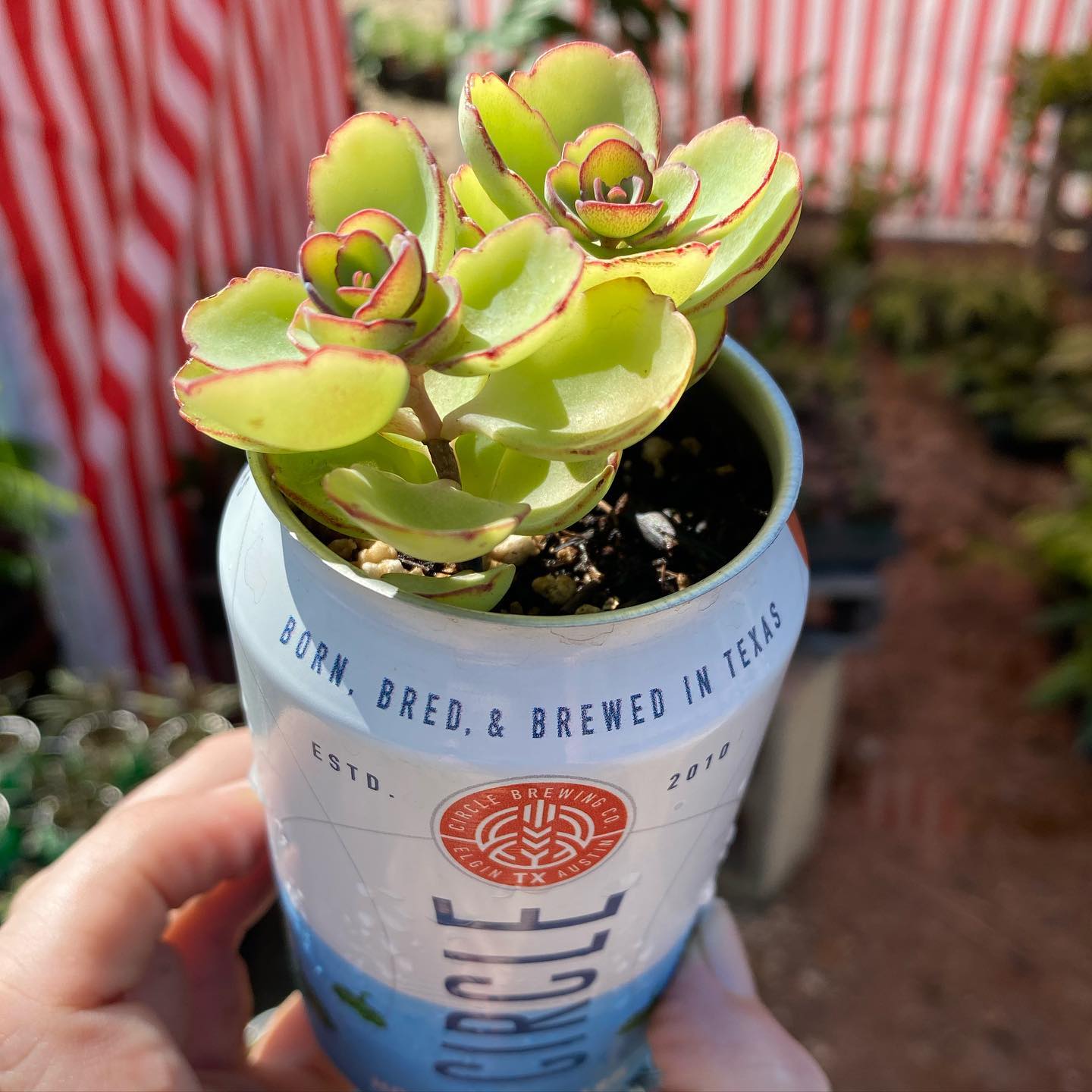 Souvenir Variety Succulent