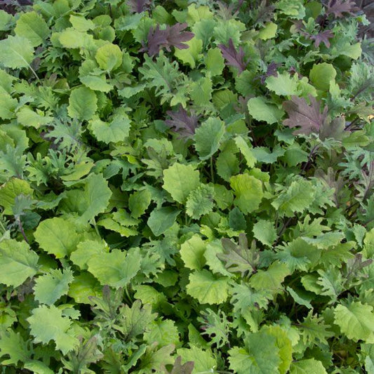 GREENS MIX 'Ironman Kale Mix'