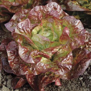 LETTUCE 'Australe'