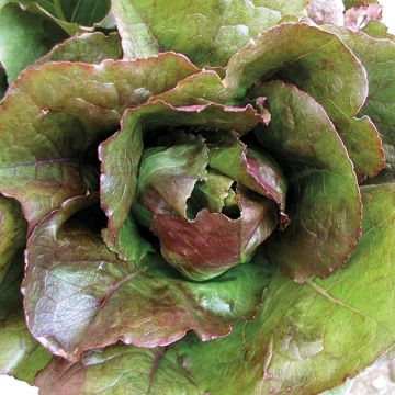 LETTUCE 'Lovelock'