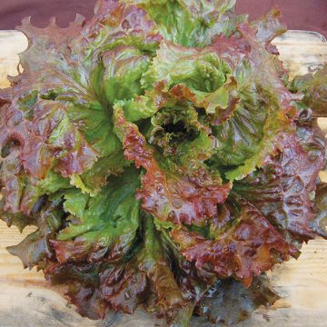 LETTUCE 'Vulcan'