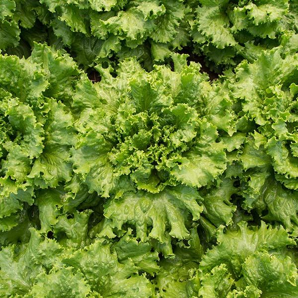 LETTUCE 'Tropicana'