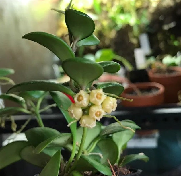 Hoya heuschkeliana 'Yellow'