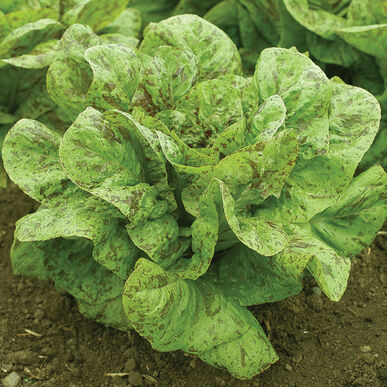 LETTUCE 'Flashy Trout's Back'
