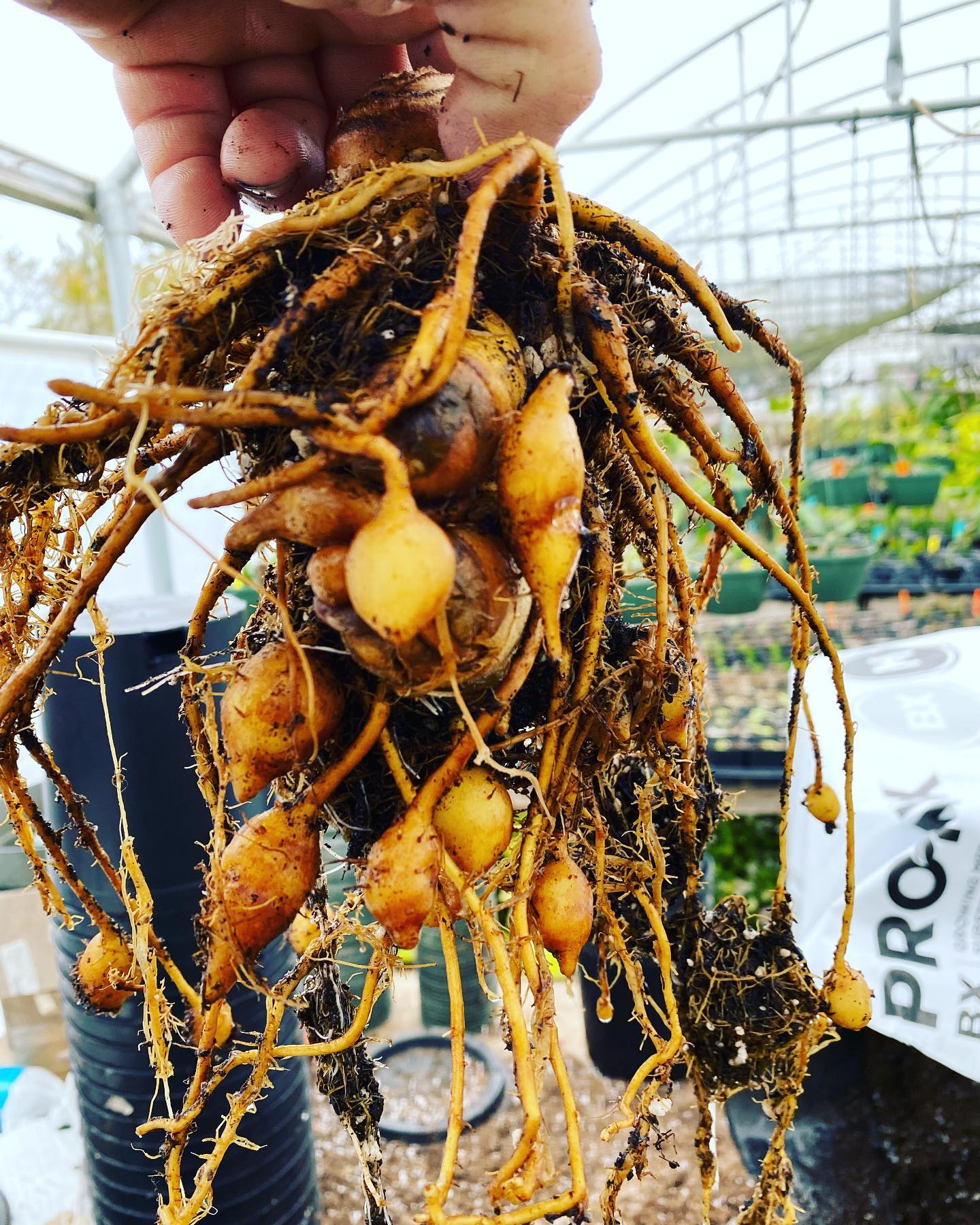TURMERIC 'White' --Curcuma zedoaria--