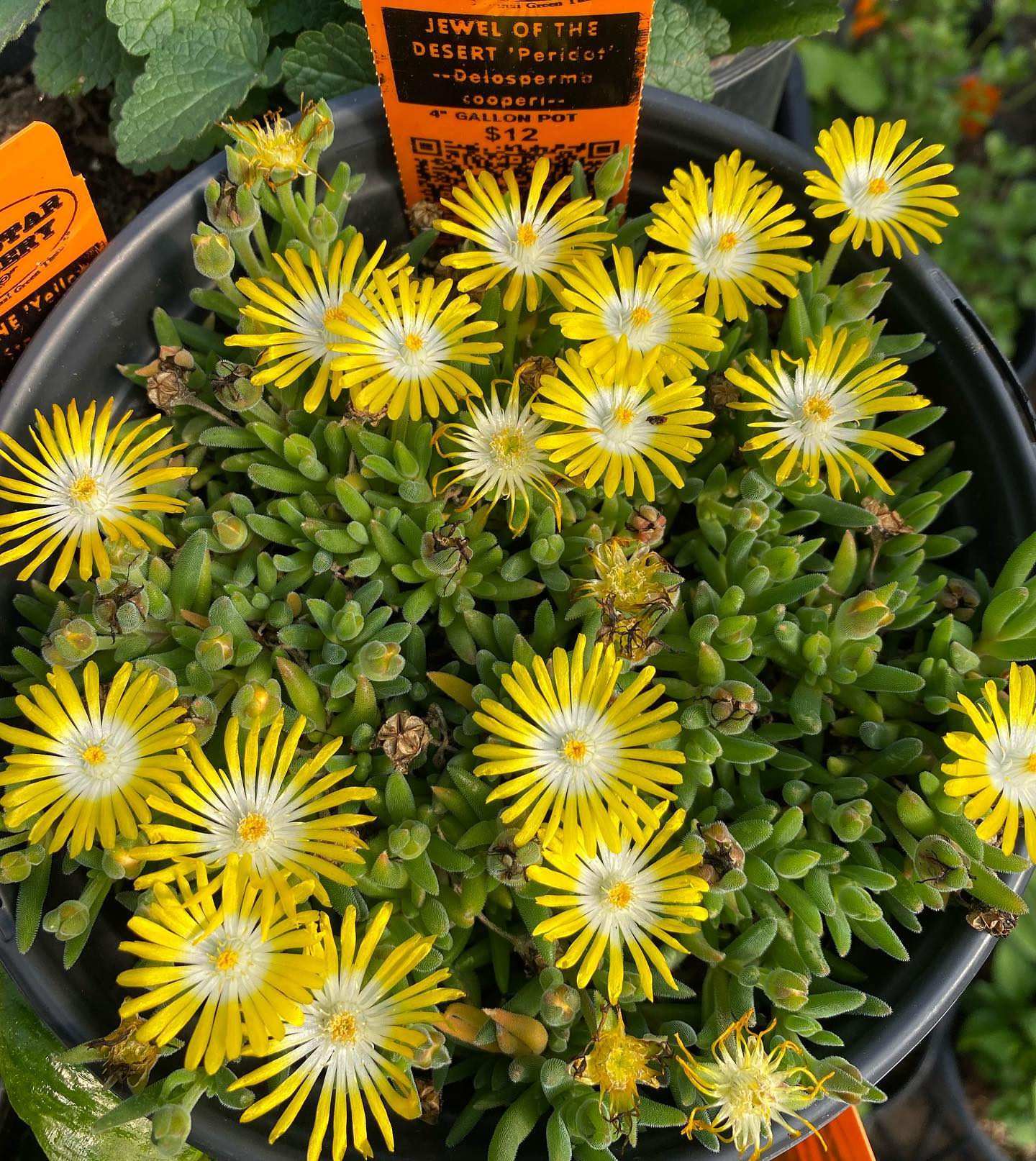Delosperma cooperi --Peridot Jewel of the Desert--
