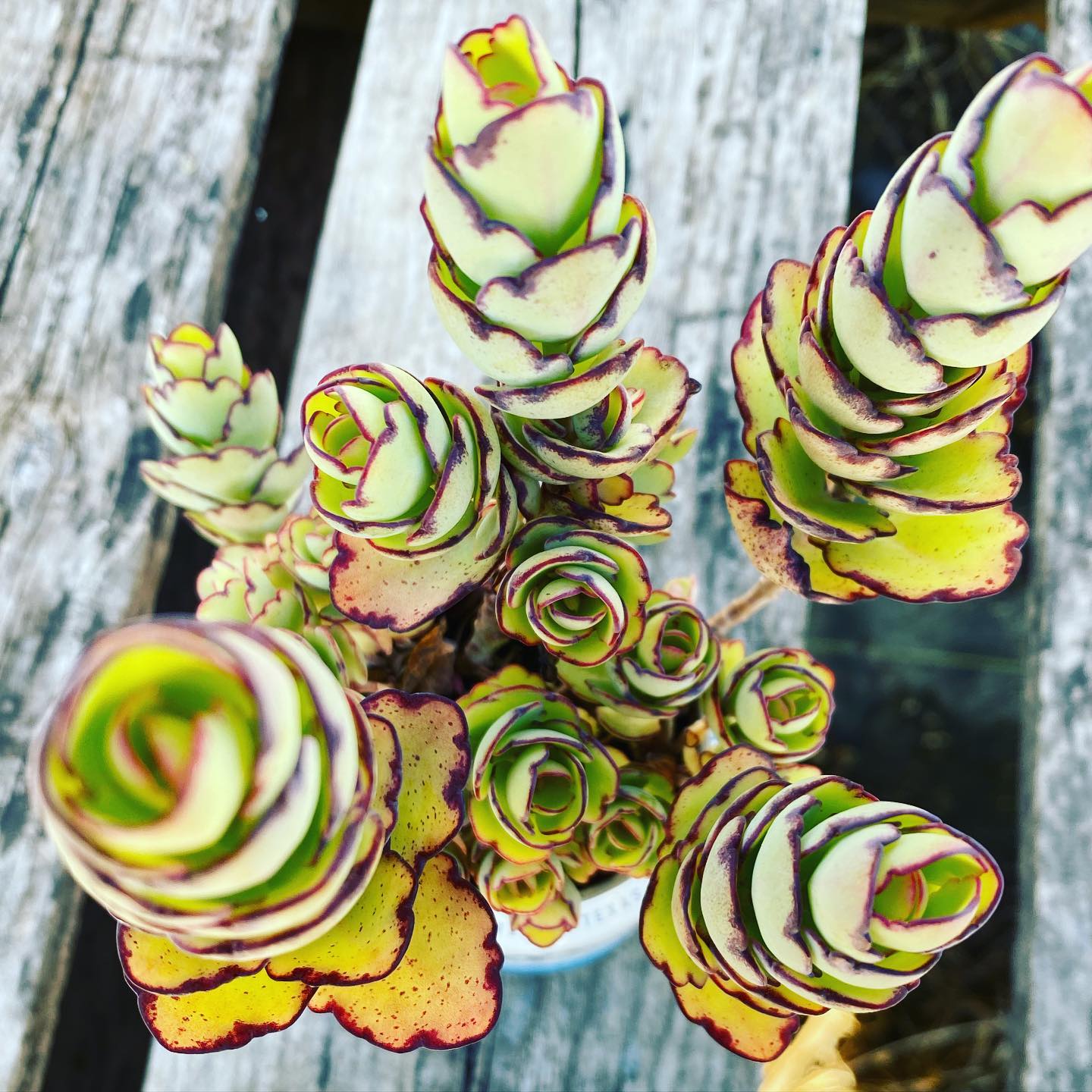 Kalanchoe laxiflora 'Milky Widow's Thrill'
