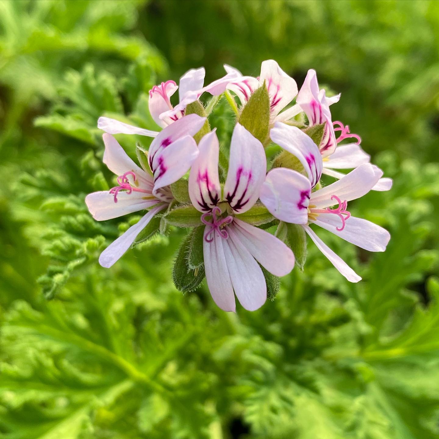 CITRONELLA --Pelargonium citrosum--