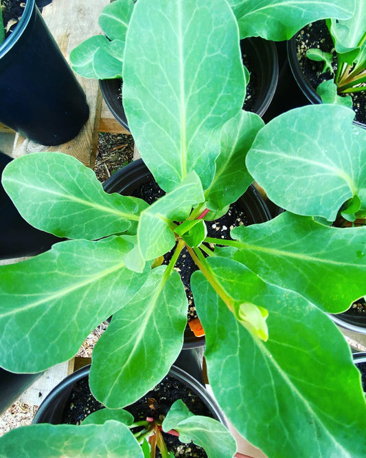 YERBA MANSA --Anemopsis californica--