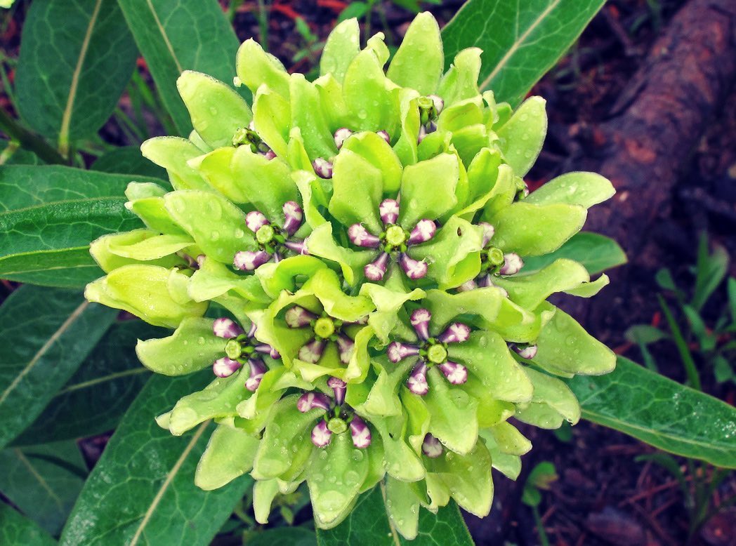 Asclepias viridis --Green Antelopehorn Milkweed--