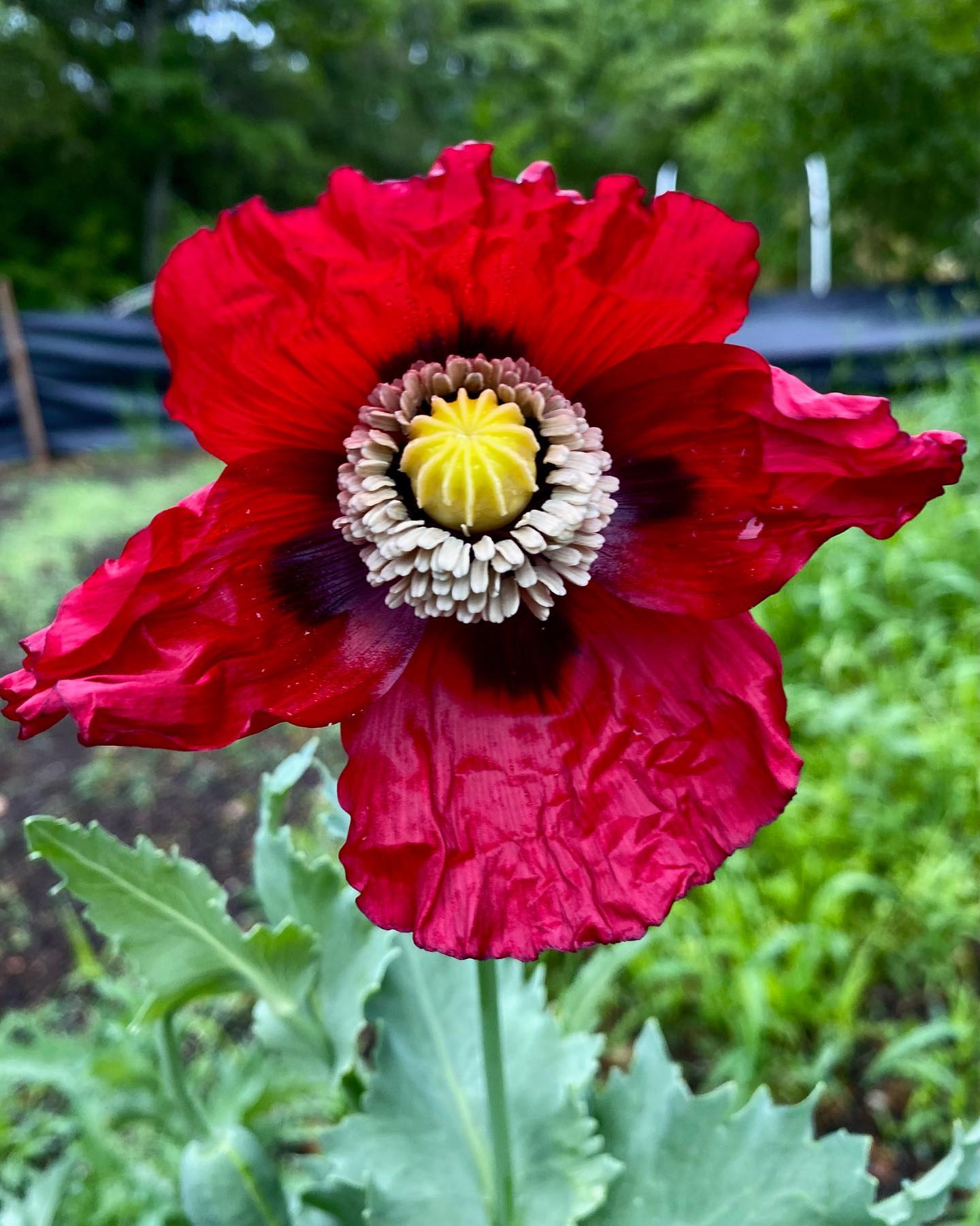 POPPY 'Turkish Red'