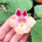 DEVIL'S CLAW 'Domesticated' --Proboscidea parviflora--
