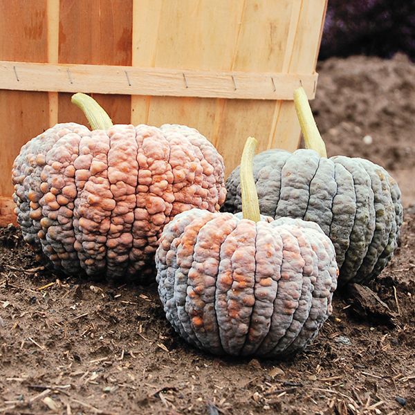 SQUASH 'Black Futsu' --Cucurbita moschata--