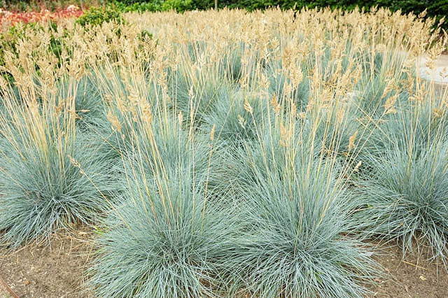 Festuca glauca --Blue Fescue Grass--